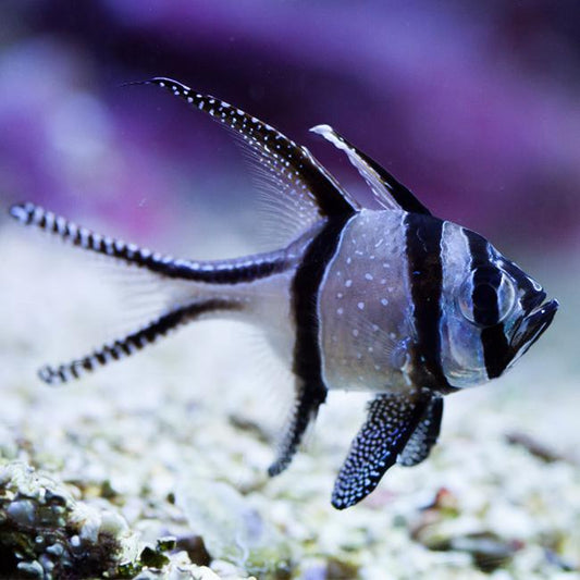 Bangaii Cardinal, Aquacultured