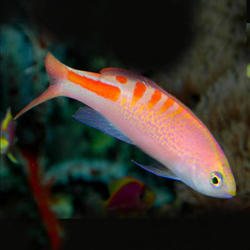 Tiger Lori Anthias