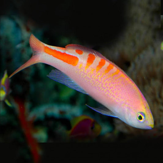Tiger Lori Anthias