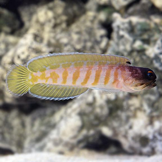 Black Cap Jawfish