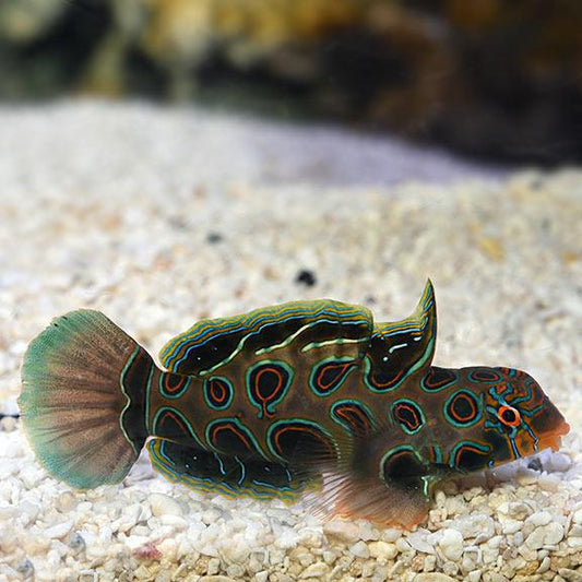 Spotted Mandarin XL