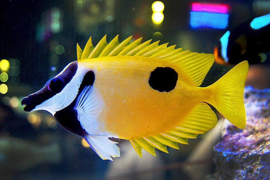 *SHOW SIZE* One Spot Foxface