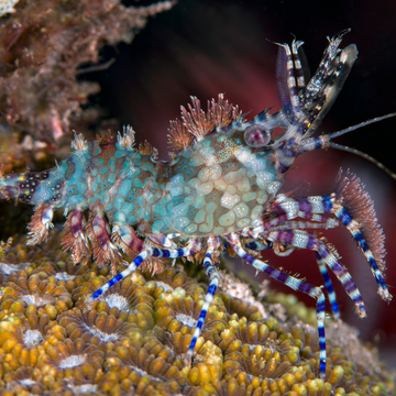 Saron Shrimp