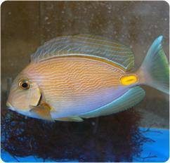 Monrovia Doctorfish Tang