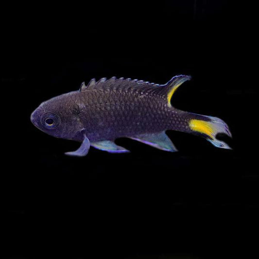 Biota Lyretail Damselfish
