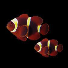 Maroon Clown Pair