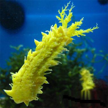 Yellow Sea Cucumber