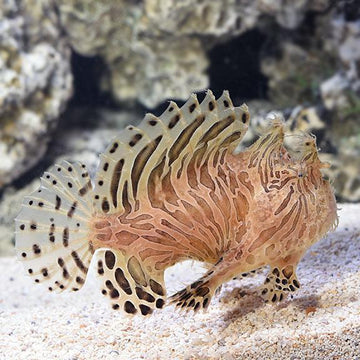 Striated Tiger Anglerfish
