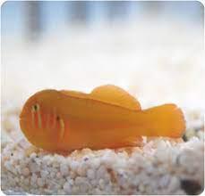 Brown Clown Goby