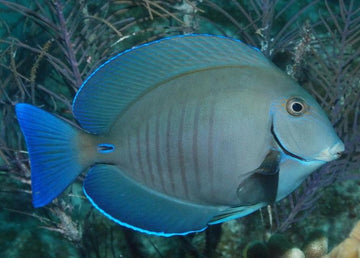 Doctorfish Tang