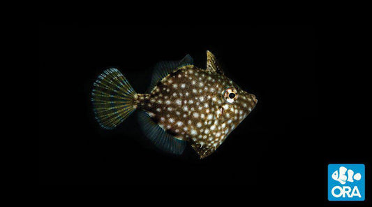 ORA Whitespotted Pygmy Filefish