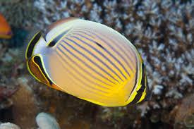 Oval Butterfly
