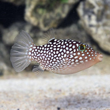 White Spotted Toby Puffer