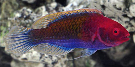 Ruby Head Fairy Wrasse
