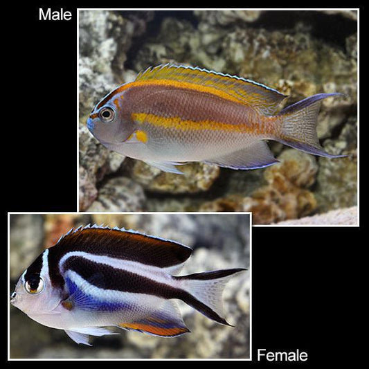 Bellus Angel - MALE
