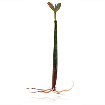 Mangrove Seed Pod