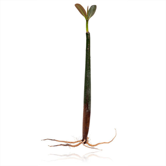 Mangrove Seed Pod