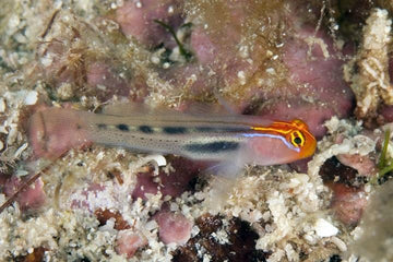 Red Head Goby