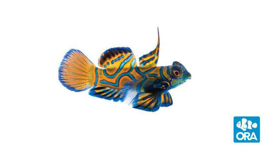 ORA Blue Mandarin