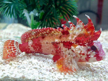 Pygmy Red Rooster Waspfish