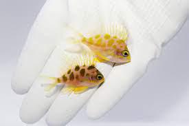 Borbonius Anthias PAIR