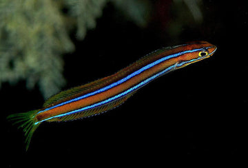 Cleaner Mimic Blenny