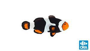 ORA Onyx Percula Clownfish