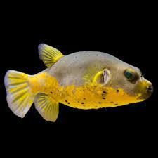 Half Yellow Dogface Pufferfish