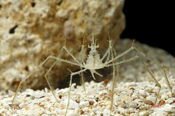 Frilly Arrow Crab