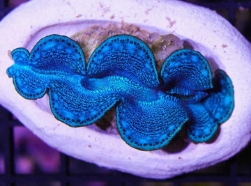 Red Sea Maxima Clam (BIOTA)