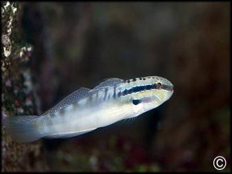 Bynoe Sand-Sifting Goby