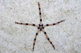 Tiger Serpent Star