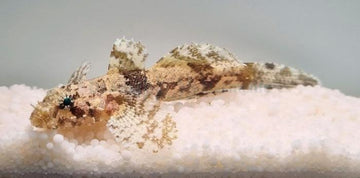 Hasselt's Goby