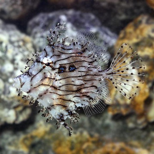 Tassle Filefish