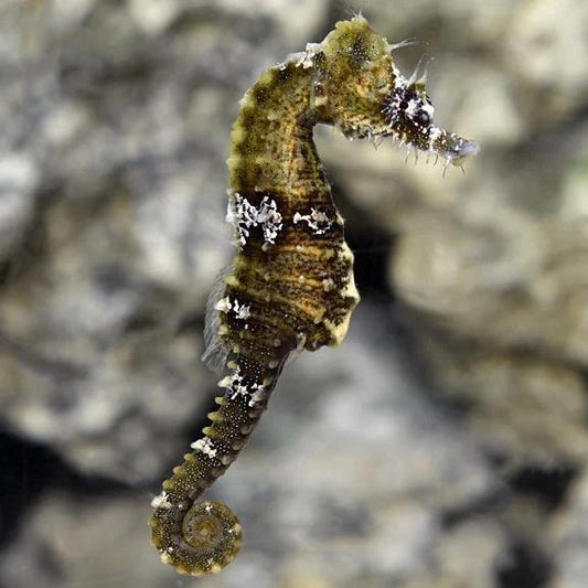 Erectus Seahorse