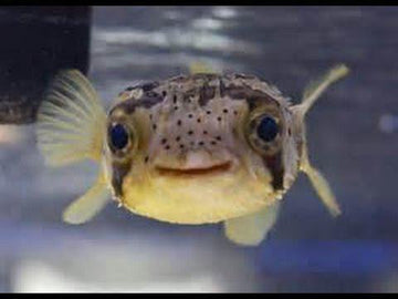 Porcupine Pufferfish