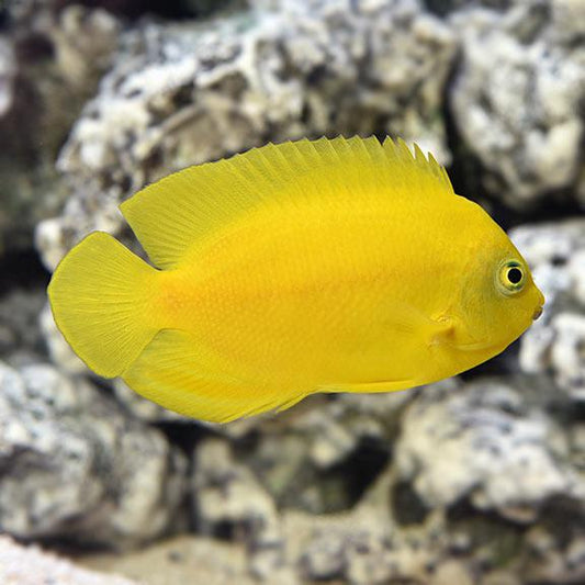 Yellow Heraldi Angel