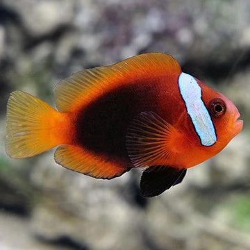 Cinnamon Clownfish Pair