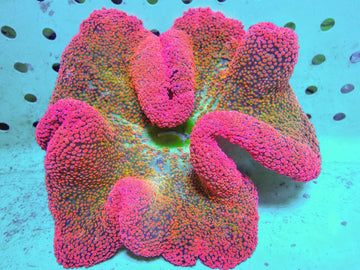 Red Rainbow Haddoni Carpet Anemone