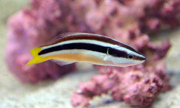 Yellowtail Cleaner Wrasse
