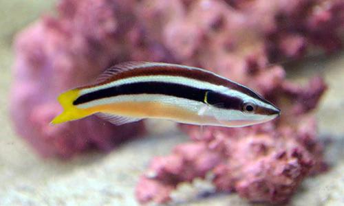Yellowtail Cleaner Wrasse