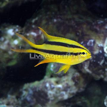 Black & Gold Chromis
