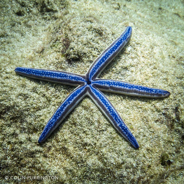 Blue Phataria Starfish