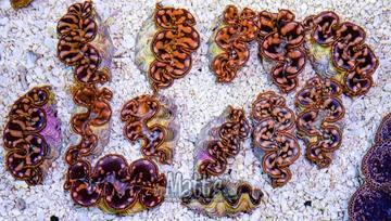 2-3" Gold Maxima