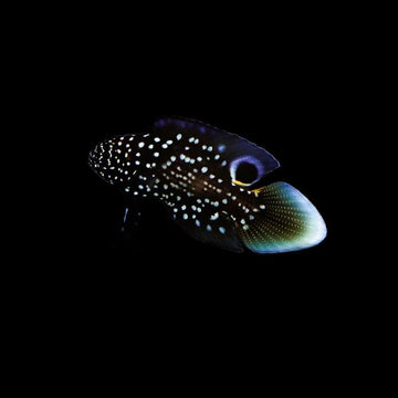Biota Marine Betta