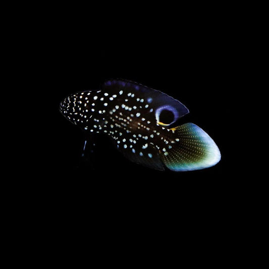 Biota Marine Betta