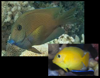 Bluelip Bristletooth Tang