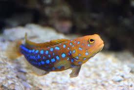 Blue Spot Jawfish