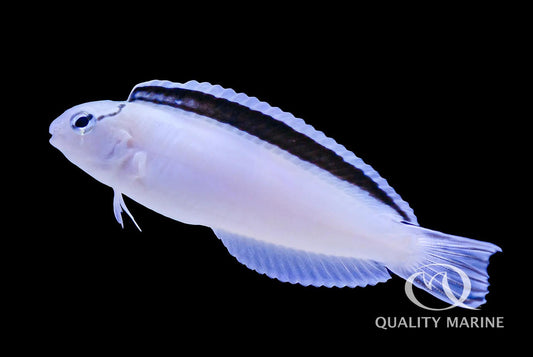 Disco Blenny