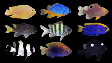 Assorted Damsels